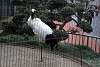 ueno_zoo_2925_mini.jpg