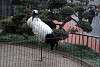 ueno_zoo_2926_mini.jpg