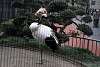 ueno_zoo_2927_mini.jpg