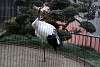 ueno_zoo_2929_mini.jpg