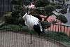 ueno_zoo_2930_mini.jpg