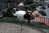 ueno_zoo_2931_mini.jpg
