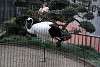 ueno_zoo_2932_mini.jpg
