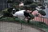 ueno_zoo_2933_mini.jpg
