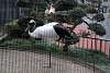 ueno_zoo_2934_mini.jpg
