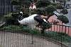 ueno_zoo_2936_mini.jpg