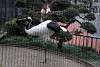 ueno_zoo_2937_mini.jpg