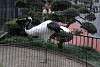 ueno_zoo_2938_mini.jpg