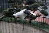 ueno_zoo_2939_mini.jpg