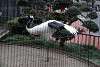 ueno_zoo_2942_mini.jpg