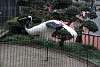 ueno_zoo_2945_mini.jpg