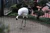 ueno_zoo_2946_mini.jpg