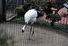 ueno_zoo_2947_mini.jpg