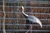 ueno_zoo_2948_mini.jpg