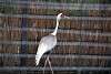 ueno_zoo_2950_mini.jpg
