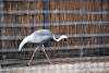 ueno_zoo_2952_mini.jpg