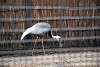 ueno_zoo_2956_mini.jpg