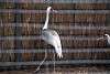 ueno_zoo_2957_mini.jpg