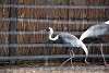 ueno_zoo_2959_mini.jpg