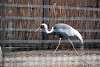 ueno_zoo_2961_mini.jpg