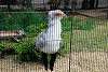 ueno_zoo_2962_mini.jpg