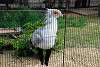 ueno_zoo_2963_mini.jpg