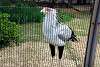 ueno_zoo_2964_mini.jpg