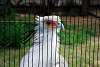 ueno_zoo_2965_mini.jpg