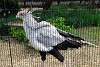 ueno_zoo_2968_mini.jpg
