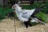 ueno_zoo_2969_mini.jpg