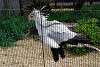 ueno_zoo_2970_mini.jpg