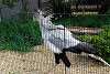 ueno_zoo_2971_mini.jpg