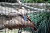 ueno_zoo_2972_mini.jpg