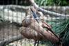 ueno_zoo_2973_mini.jpg