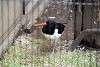 ueno_zoo_2976_mini.jpg