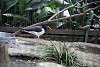 ueno_zoo_2978_mini.jpg