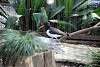 ueno_zoo_2979_mini.jpg