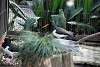 ueno_zoo_2980_mini.jpg