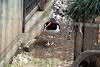 ueno_zoo_2983_mini.jpg