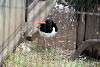 ueno_zoo_2986_mini.jpg