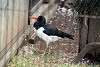 ueno_zoo_2987_mini.jpg