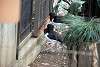 ueno_zoo_2989_mini.jpg