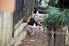 ueno_zoo_2990_mini.jpg