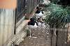 ueno_zoo_2991_mini.jpg
