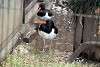 ueno_zoo_2994_mini.jpg