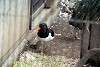 ueno_zoo_2995_mini.jpg