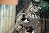 ueno_zoo_2998_mini.jpg