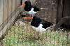 ueno_zoo_3000_mini.jpg