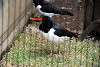 ueno_zoo_3001_mini.jpg