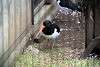 ueno_zoo_3002_mini.jpg